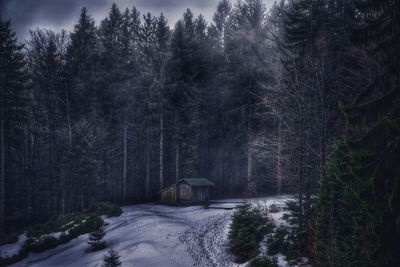 Trees in forest during winter