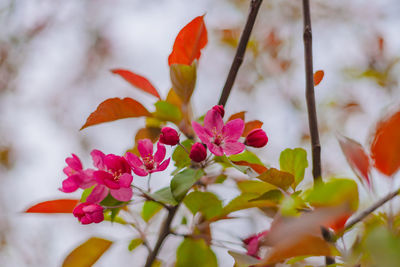 Close-up of pink flowering plants