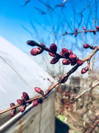 Close-up of red berries on tree