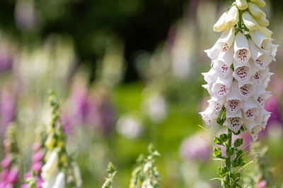 Close-up of pink flowering plant