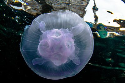 Close-up of jellyfish swimming in sea