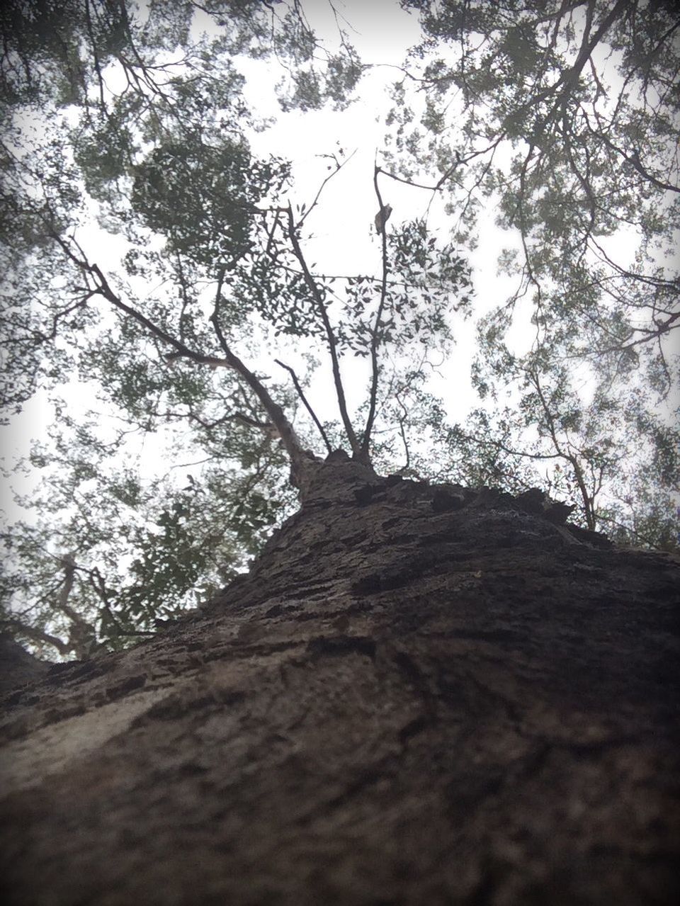 tree, low angle view, branch, sky, growth, tranquility, nature, built structure, day, sunlight, no people, outdoors, architecture, clear sky, shadow, tree trunk, tranquil scene, beauty in nature, tall - high, forest