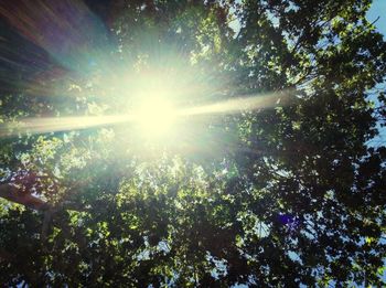 Sun shining through trees