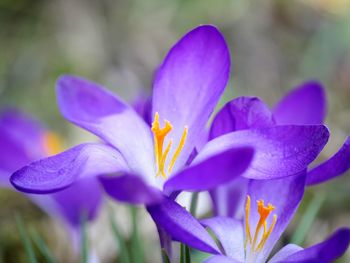 Close-up of purple crocus blooming outdoors