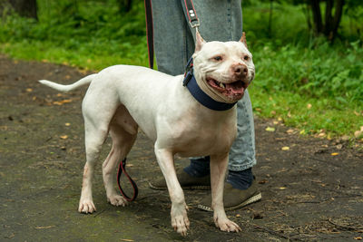 A kind white american pit bull terrier