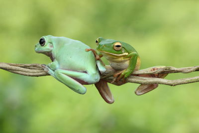 Close-up of frog on branch
