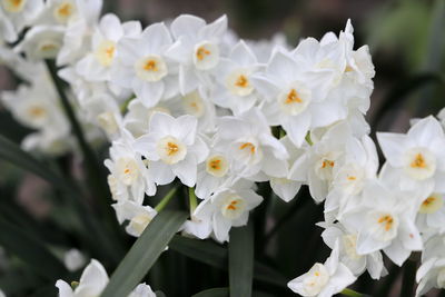 Close-up of white flowering plant