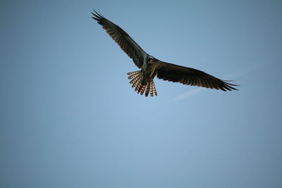 Low angle view of eagle flying against clear blue sky