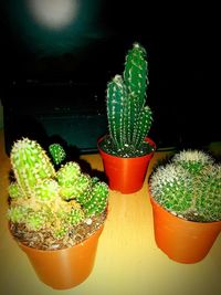 Close-up of potted plants on table