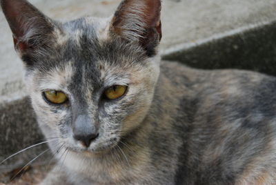 Close-up portrait of cat