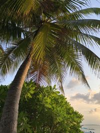 Low angle view of palm trees against sky