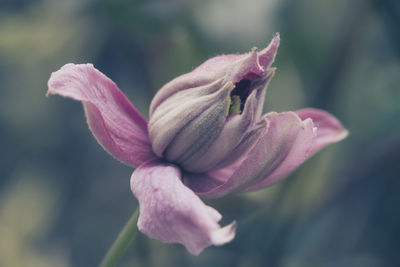 Close-up of pink flower blooming outdoors