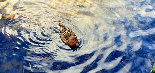 High angle view of duck swimming in lake