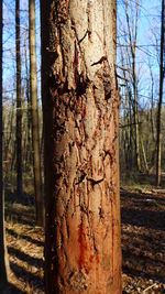 Bare trees in forest