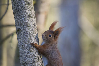 Close-up of squirrel on tree trunk