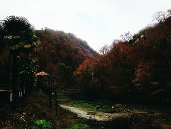 Footpath amidst trees