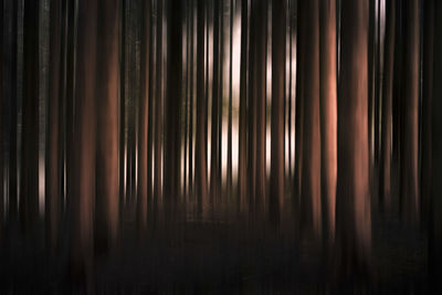 Full frame shot of bamboo trees in forest