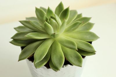 Close-up of plant over white background