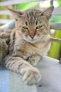 Close-up portrait of cat