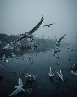 Seagulls flying over lake against sky