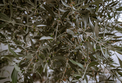 Full frame shot of plants