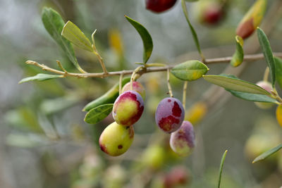 Close up of olive fruits hanging on the branch among the leaves.