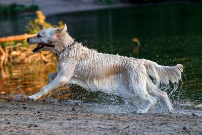 View of dog running in water