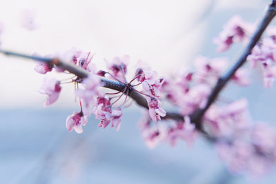 Close-up of pink cherry blossoms