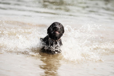 Dog in water