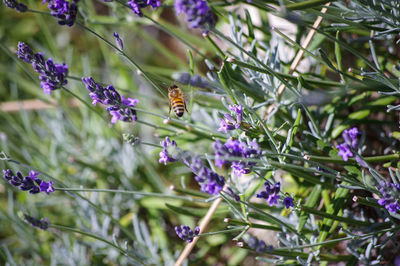 Bee pollinating on purple flowering plants