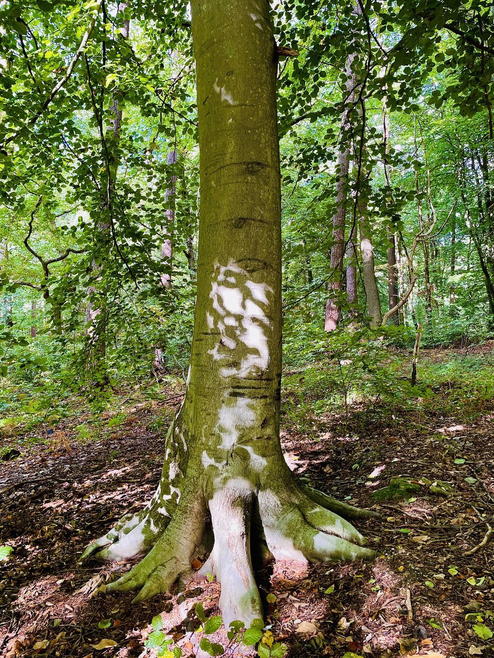 tree, plant, woodland, forest, land, natural environment, tree trunk, trunk, growth, nature, old-growth forest, tranquility, beauty in nature, green, day, no people, leaf, rainforest, grove, outdoors, environment, non-urban scene, tranquil scene, wilderness, scenics - nature, trail, plant part, flower, autumn, moss, landscape, jungle