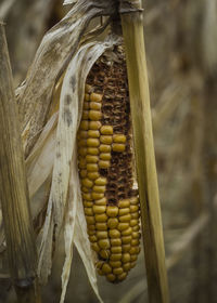 Close-up of food