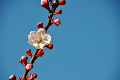 Low angle view of plant against clear blue sky