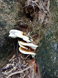 High angle view of mushroom