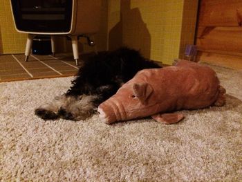 Dog sleeping on bed