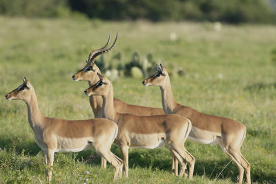 Deer in a field