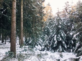 Trees in forest during winter