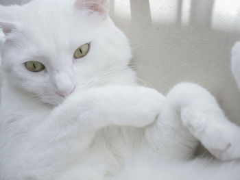 Portrait of white cat lying on sofa 