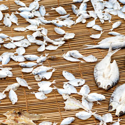 High angle view of birds on land
