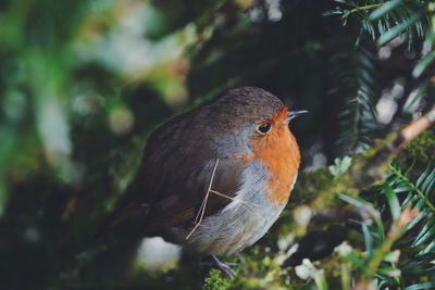 Close-up side view of a bird