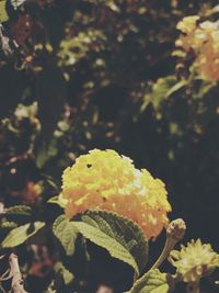 Close-up of yellow daisy