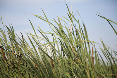 Close-up of crops growing on field against sky