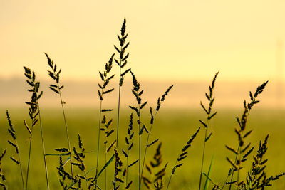 Close up of paddy field in morning view