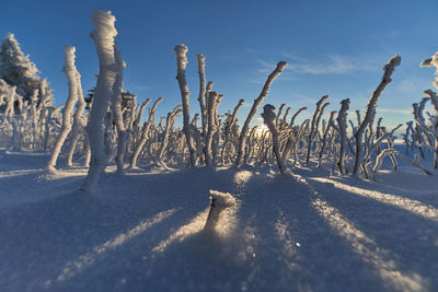 Bare trees on snow covered field against sky