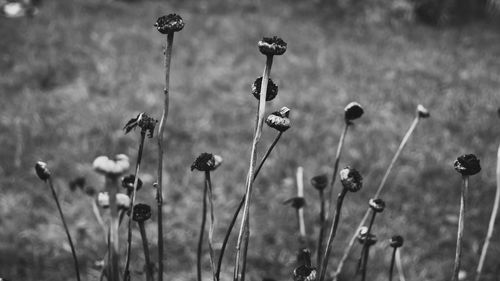 Close-up of flowering plants on field