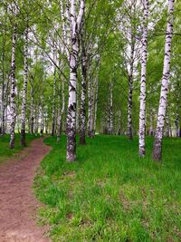 Trees in forest