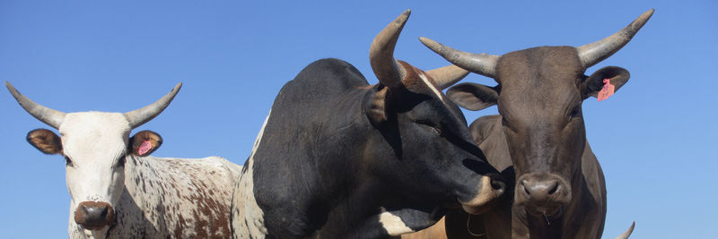 Low angle view of a horse against clear sky