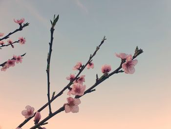 Low angle view of cherry blossoms against sky