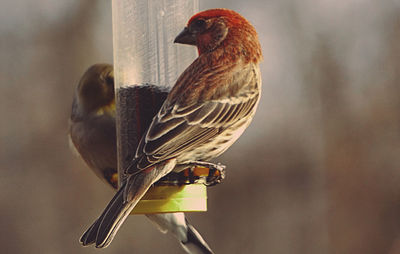 Close-up of sparrows perching on bird feeder