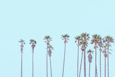 Low angle view of coconut palm trees against clear blue sky